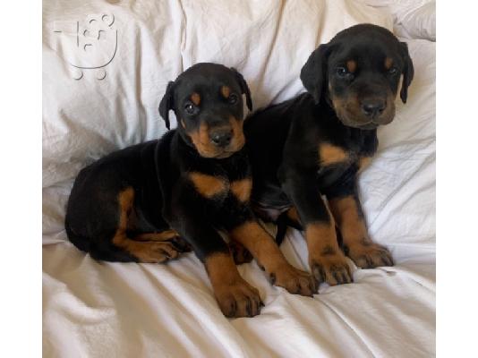 Εκπληκτικά κουτάβια Dobermann