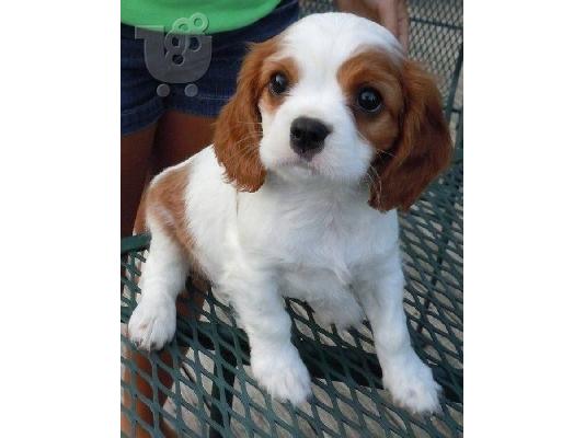 PoulaTo: Κουτάβια Cavalier King Charles Spaniel για υιοθεσία