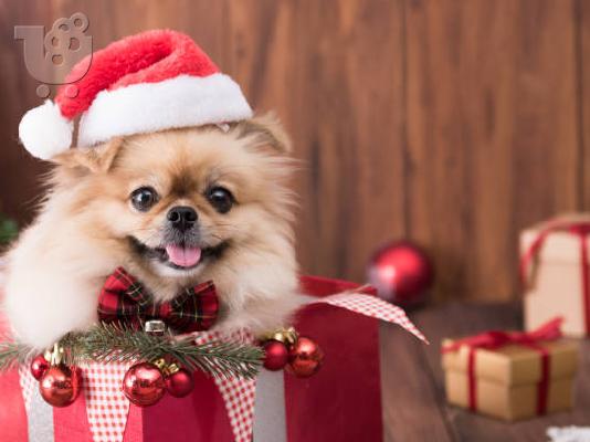 χαριτωμένα κουτάβια pomeranian για μετεγκατάσταση