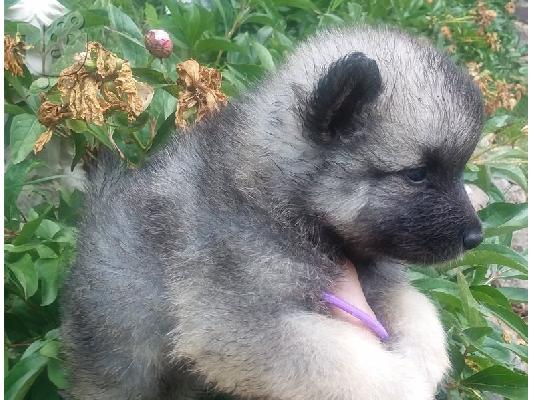 PoulaTo: Keeshond Puppies