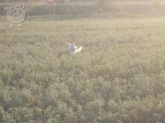 PoulaTo: Eκπαιδευμένο θυληκό Σέτερ Σέτερ