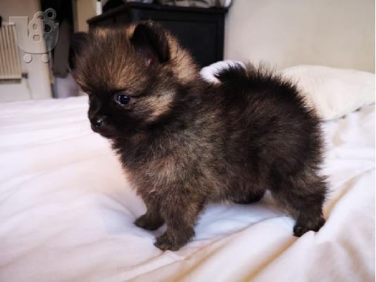 X μάζα τσαγιού Pomeranian κουτάβια