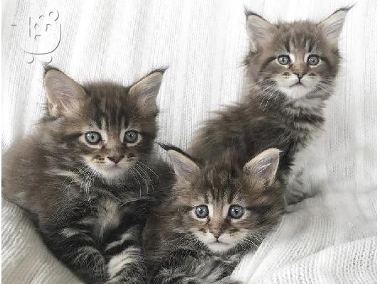 Maine Coon γατάκια προς πώληση