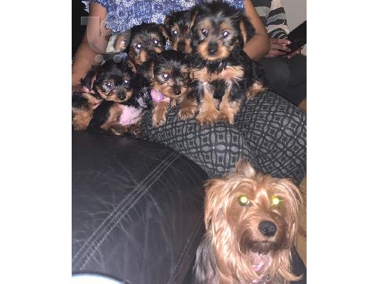 PoulaTo: Yorkshire Terrier κουτάβια έτοιμα να φύγουν τώρα !!!