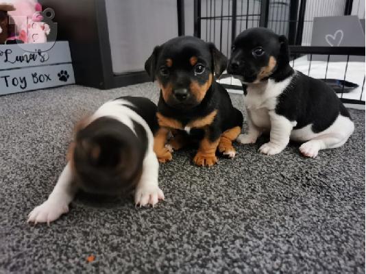 Λατρευτά κουτάβια Jack Russell έτοιμα να πάνε