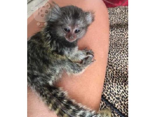 PoulaTo: baby marmoset για 300 ευρώ
