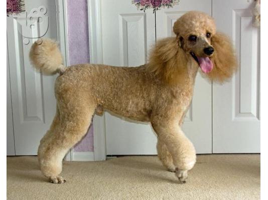Ο ιδρώτας όμορφο Standard Poodle κουτάβια προς πώληση. 