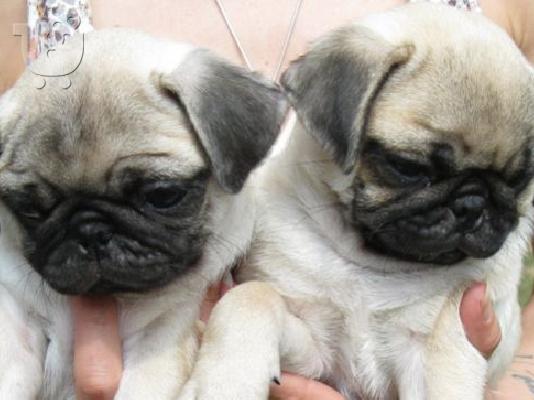 PoulaTo: MOPS
