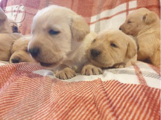 Labrador Puppies