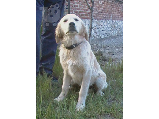 ΠΩΛΕΙΤΑΙ GOLDEN RETRIEVER