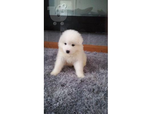 PoulaTo: Όμορφα υγιή Samoyed κουτάβια