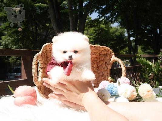 PoulaTo: Υγιή Pomeranian Puppies Για υιοθεσία