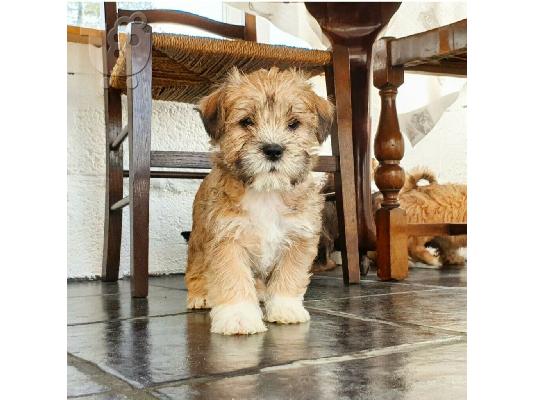 Shih tzu διασταύρωση μικροσκοπικά κουτάβια schnauzer