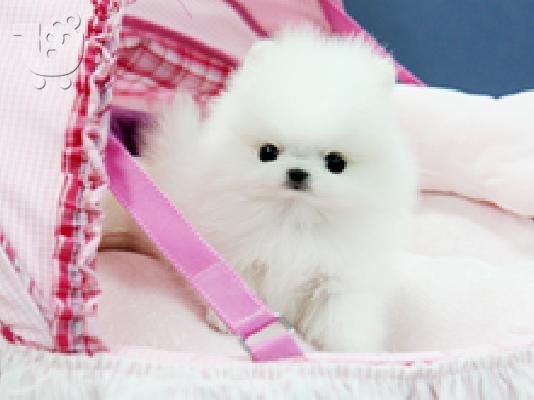 Όμορφη Pomeranian