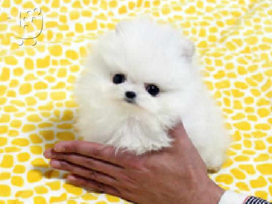 Όμορφη Pomeranian