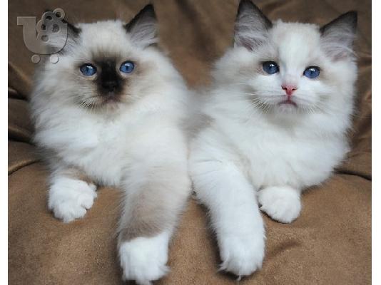 PoulaTo: Όμορφα γατάκια Ragdoll