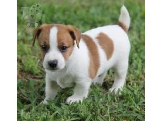 PoulaTo: Κουτάβια Jack Russell Terrier έτοιμα για υιοθεσία