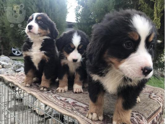 Κουτάβια Bernese Mountain Dog