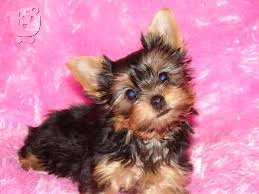 Αρσενικά και θηλυκά κουτάβια Yorkie