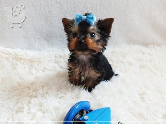 PoulaTo: Γυναίκες Yorkshire Terriers