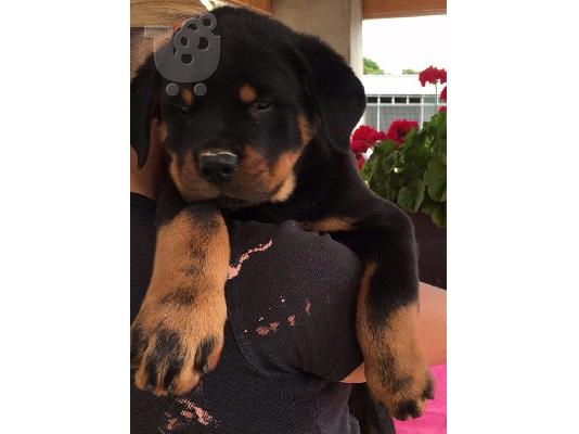 Κουτάβια Rottweiller για υιοθεσία