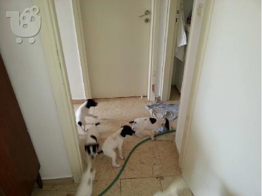 PoulaTo: ΧΑΡΙΖΟΝΤΑΙ POINTER