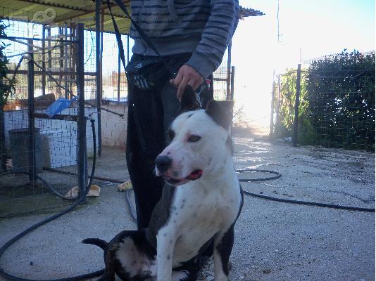 PoulaTo: american pit bull
