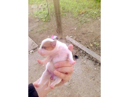 pit bull