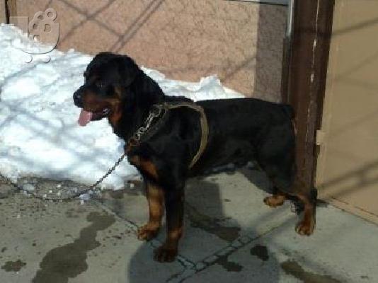 Rottweiler καθαροαιμα 6979314054 ΑΘΗΝΑ-ΘΕΣΣΑΛΟΝΙΚΗ -ΚΡΗΤΗ