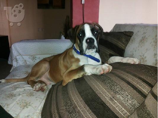 BOXER