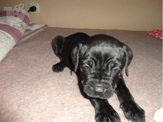 cane corso