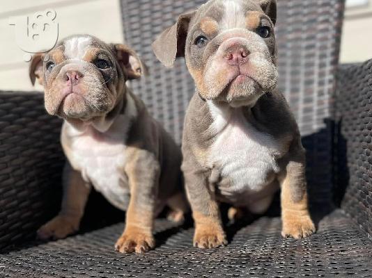 PoulaTo: Male & Female Bulldog Puppies For Sale