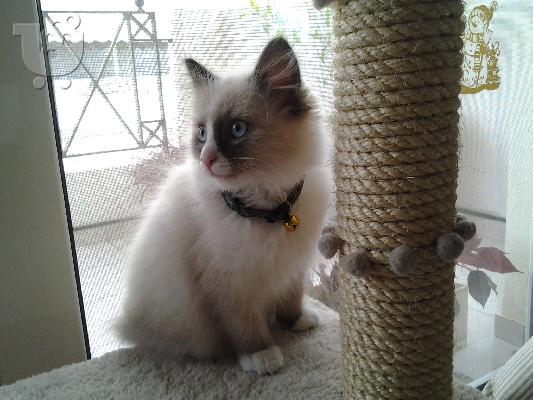 ΖΗΤΑΩ ΘΗΛΥΚΙΑ RAGDOLL ΓΙΑ ΖΕΥΓΑΡΩΜΑ