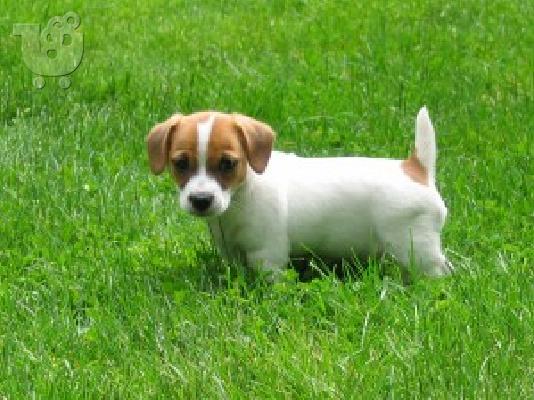 PoulaTo: Εξαιρετικά κουτάβια Jack Russell