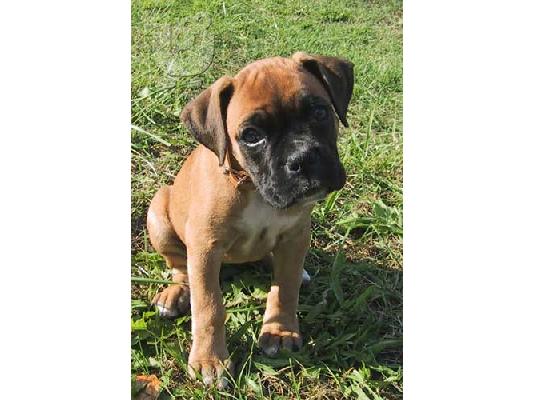 PoulaTo: ΠΩΛΟΥΝΤΑΙ ΚΑΘΑΡΟΑΙΜΑ ΚΟΥΤΑΒΙΑ Μπόξερ (Boxer)