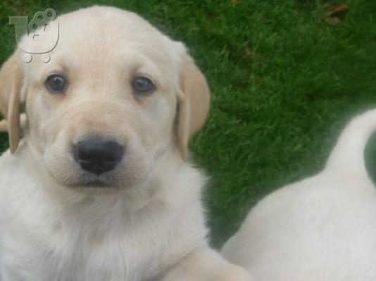 PoulaTo: LABRADOR
