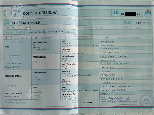 Γερμανικό κυνηγετικό τεριέ νεαρή γυναίκα
