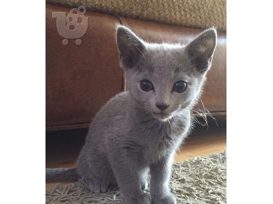 PoulaTo: Russian blue kitten - Ρωσικό μπλε γατάκι