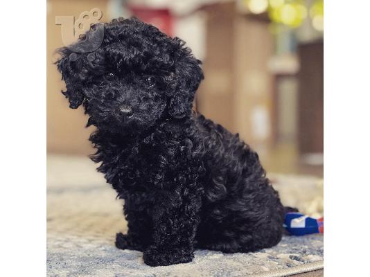 PoulaTo: Poodle mini black - Κανίς μίνι μέγεθος μαύρο χρώμα