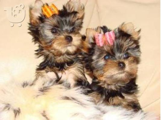 Yorkshire Terrier Super Mini