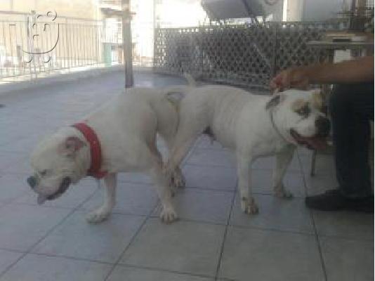 PoulaTo: american bulldog