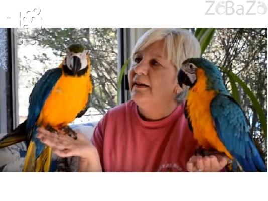 PoulaTo: Blue And Gold Macaws