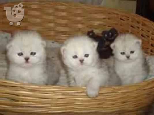 PoulaTo: [chinchila( ΤΣΙΝΤΣΙΛΑ)]  Εξωτική (Exotic)