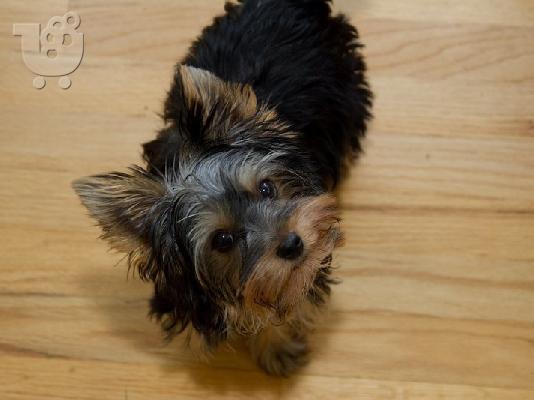 PoulaTo: Γυναίκα Yorkshire terrier κουτάβια