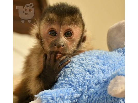 Ómorfoi kai ypérochoi píthikoi Capuchin gia yiothesía