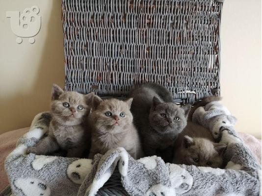 PoulaTo: shorthair kittens for adoption