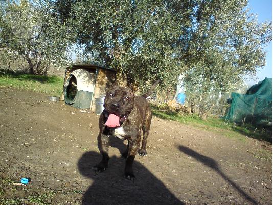 PoulaTo: bandog x pit-bull Πίτμπουλ