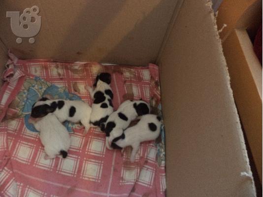 Πωλείται Jack Russell Terrier