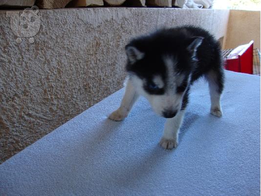 PoulaTo: Siberian Husky