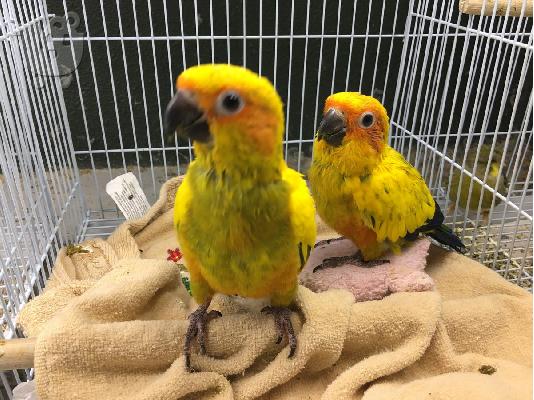 PoulaTo: Αυτά τα όμορφα conures Sun